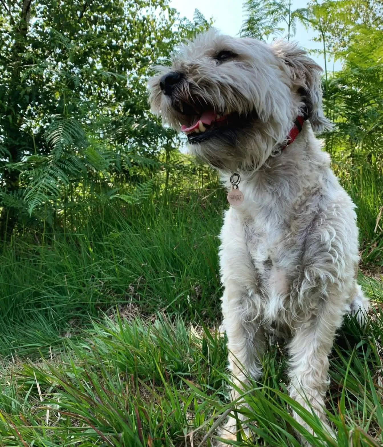 A scruffy cream-coloured dog sitting happily in long grass