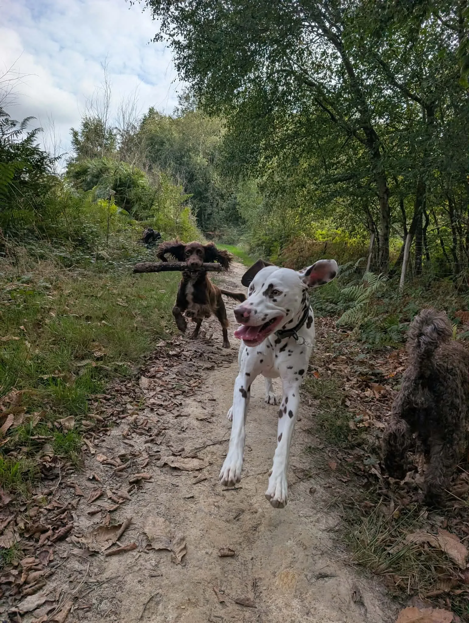 A happy Dalmatian bounding along a woodland path, with a spaniel carrying a big stick behind