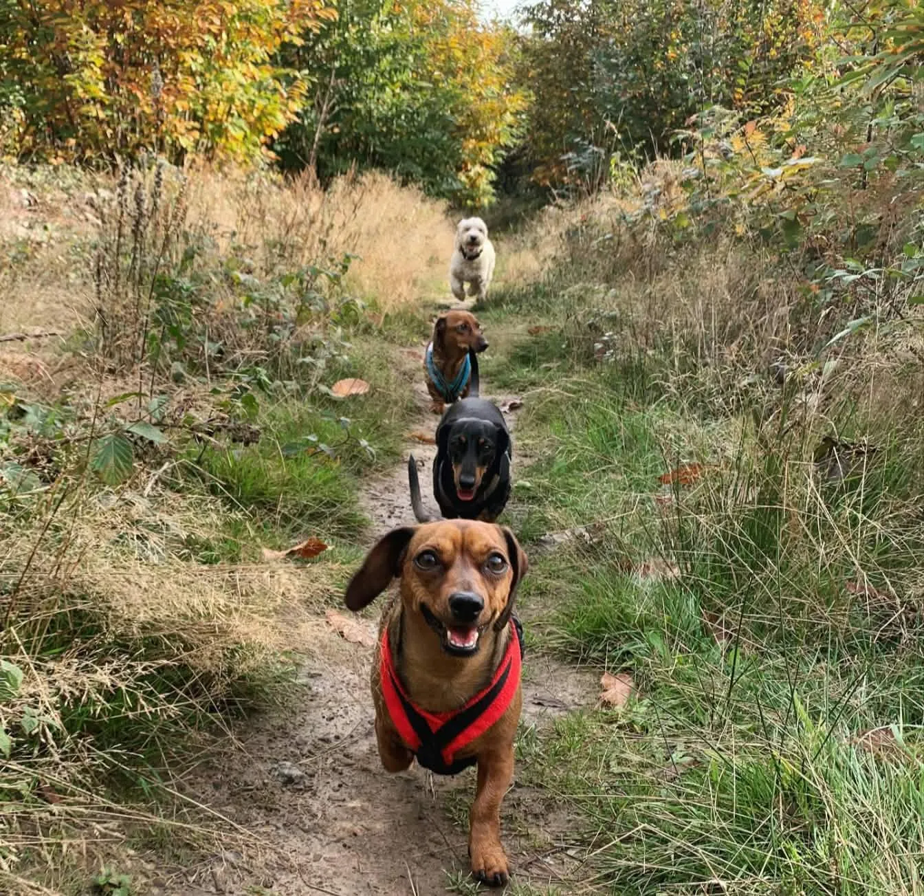 A line of dogs walking towards the camera along a narrow woodland path