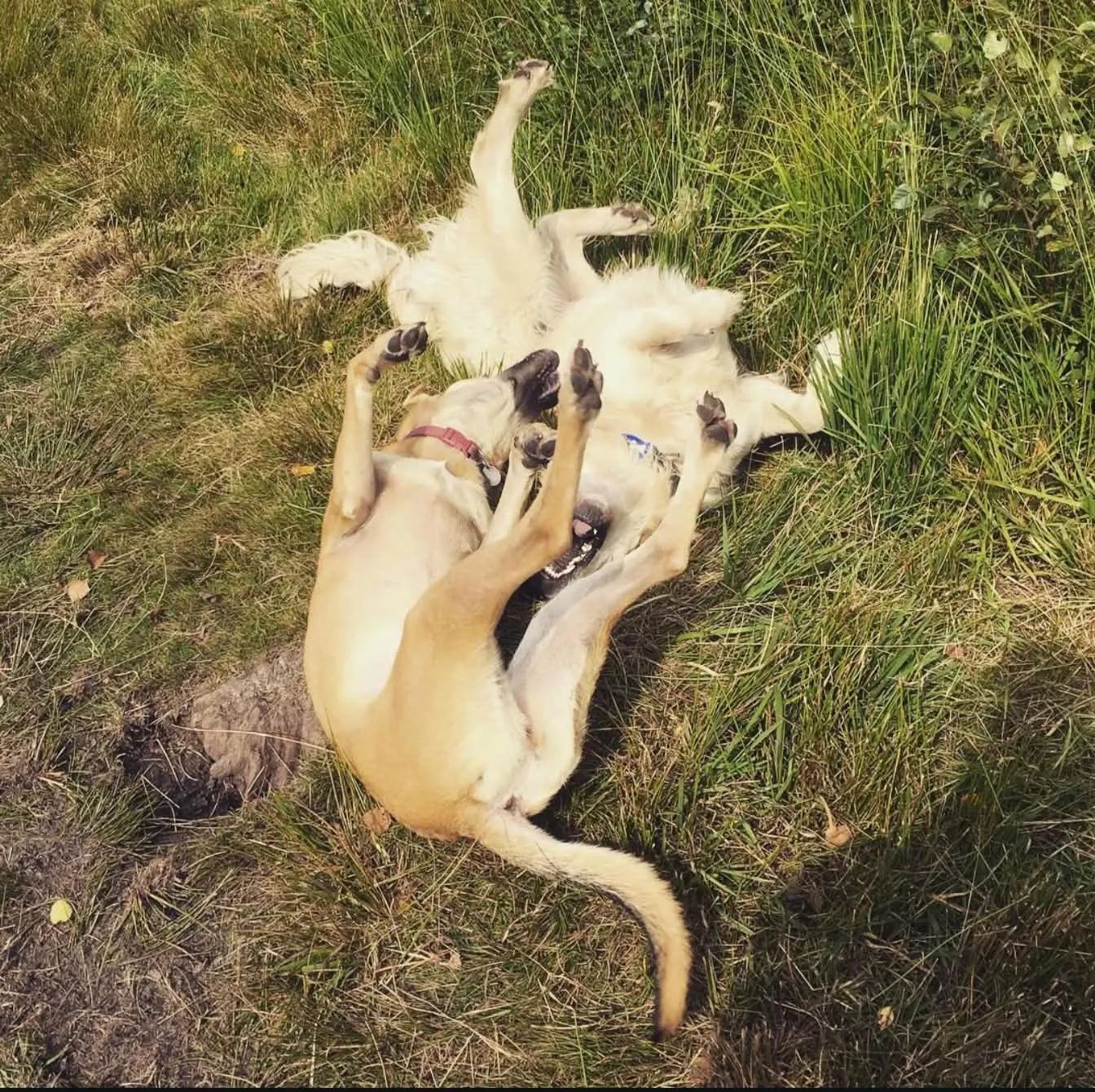 Two sandy-coloured dogs rolling and playing together in the grass