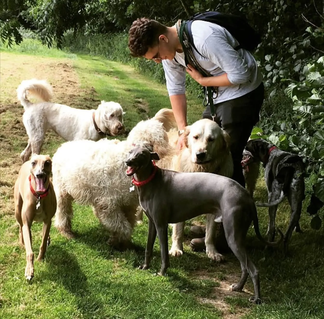 Joe surrounded by a group of dogs on a grassy woodland path