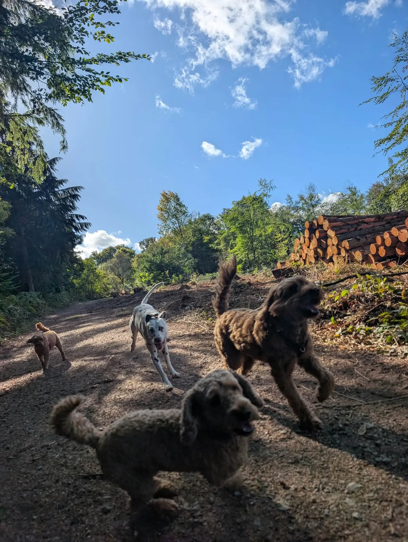 Four dogs, including a Dalmatian and two curly-coated doodles, bounding along a sunny woodland track beside a stack of cut logs