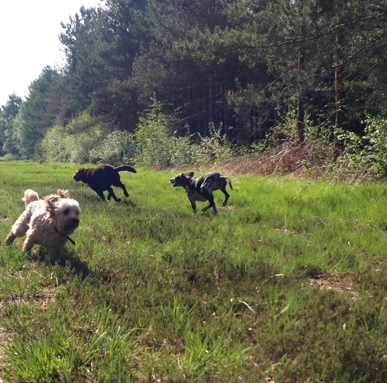 Four dogs running across an open grassy clearing beside a forest