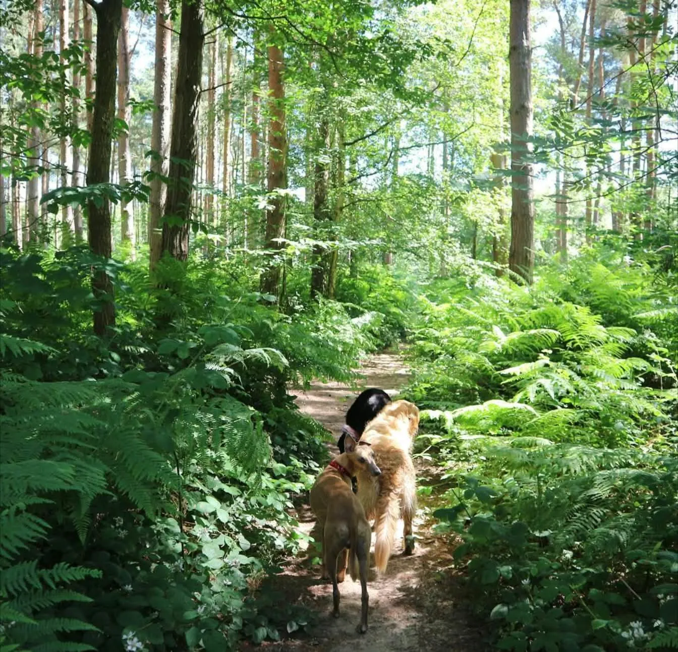 Dogs trotting along a narrow path through bright green ferns