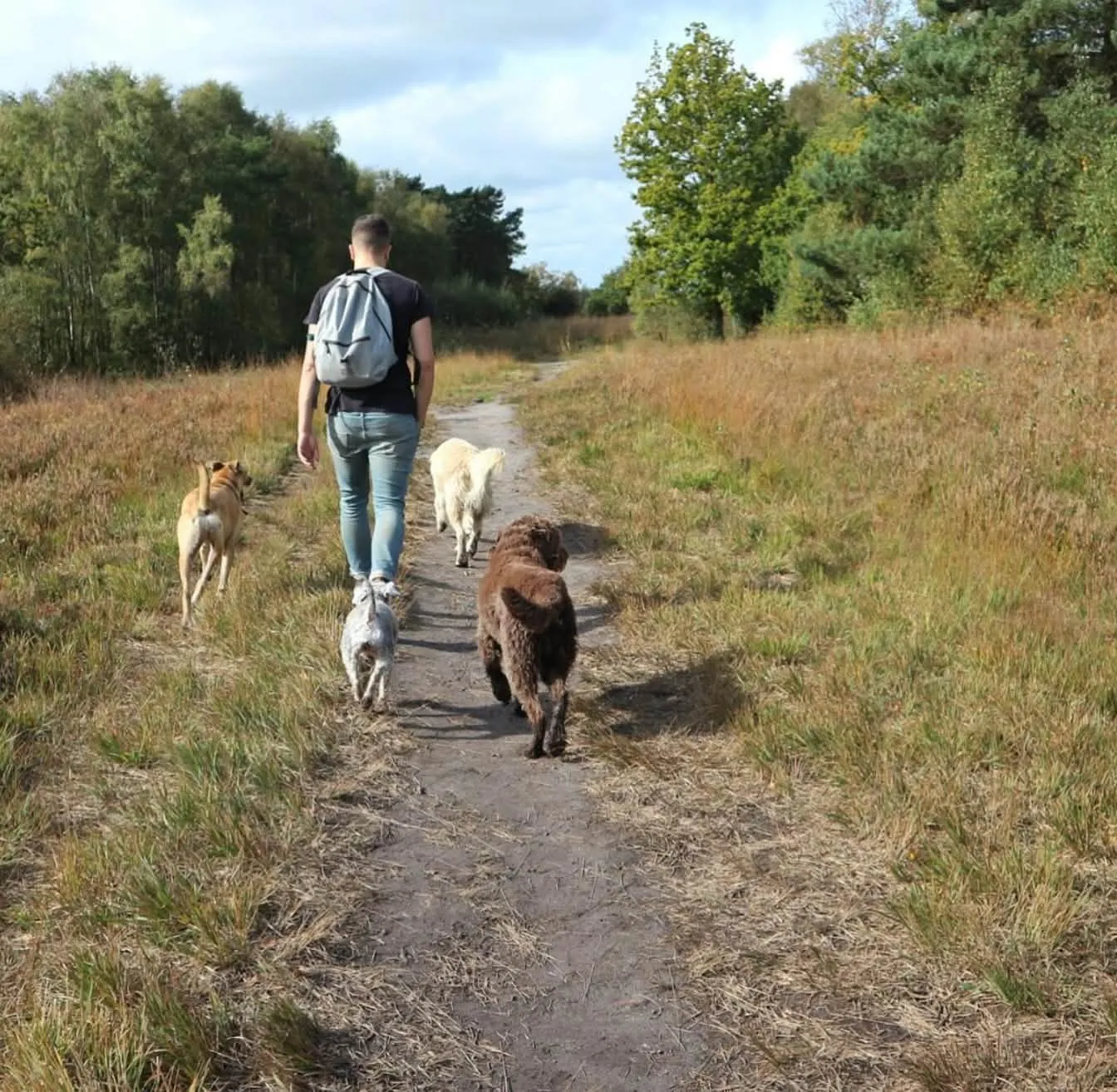 Joe walking a group of dogs along a path through open countryside