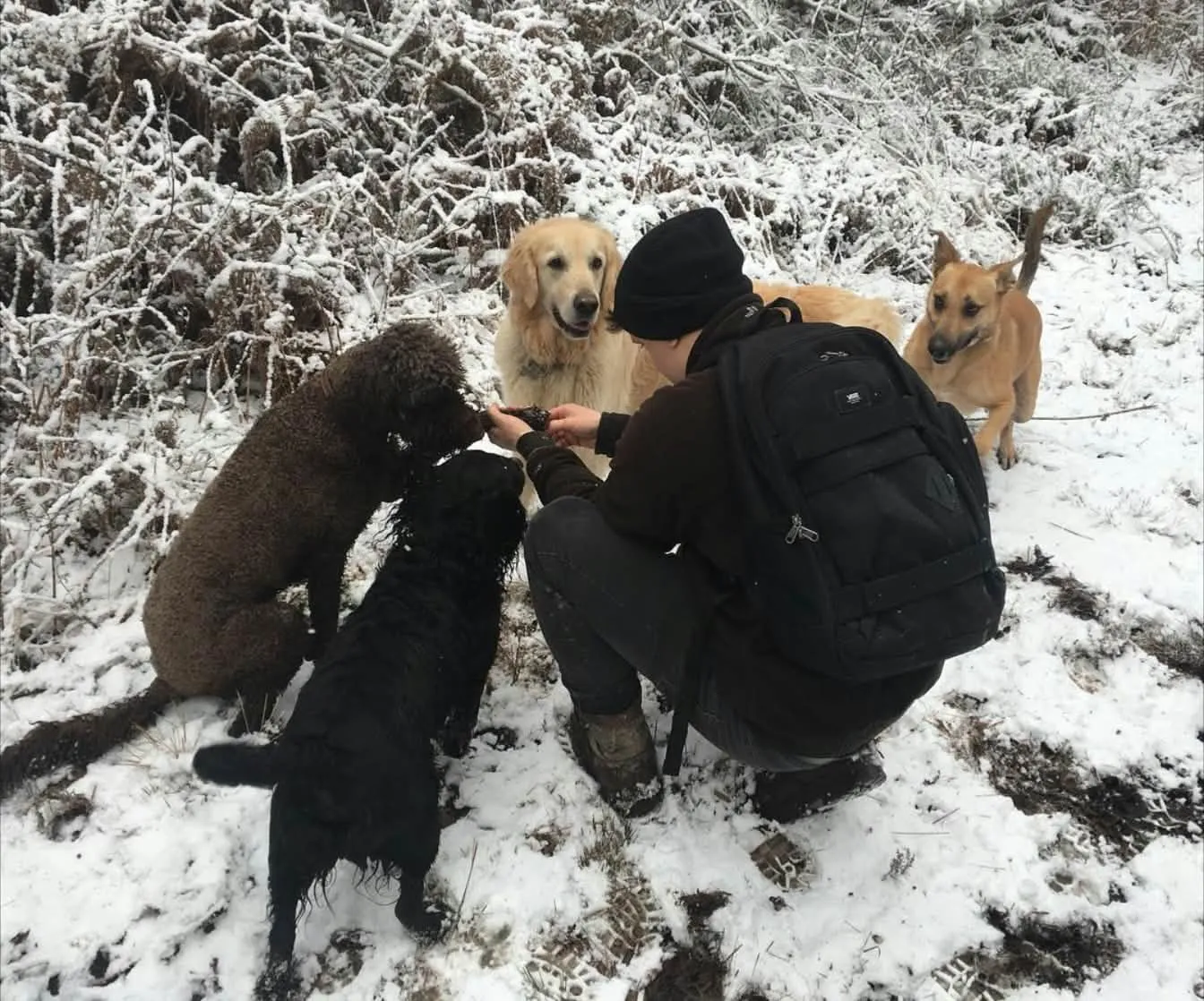 Joe crouching in the snow with four dogs gathered around him