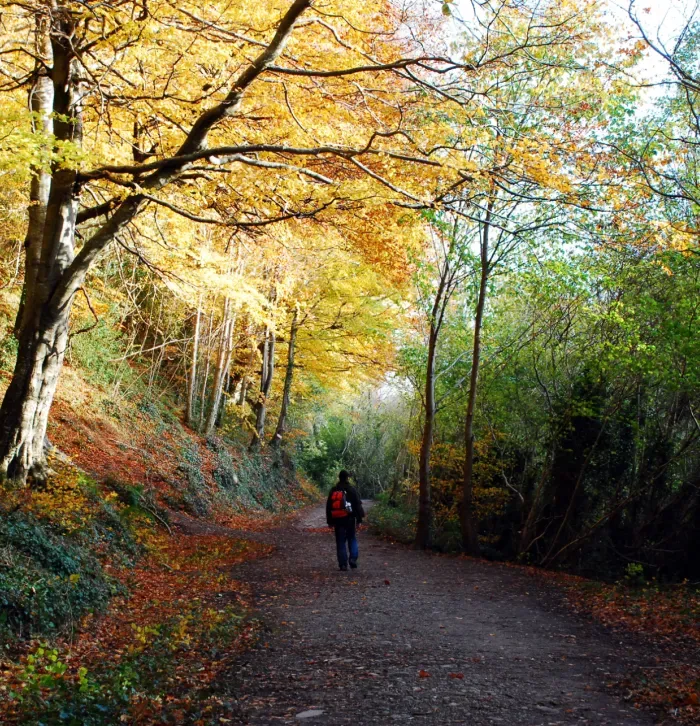 An autumn woodland path lined with golden trees