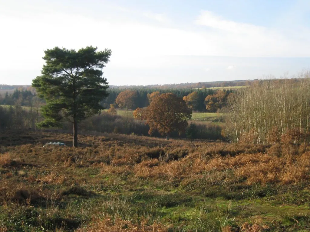 Open heathland with a lone pine tree and autumn woodland behind