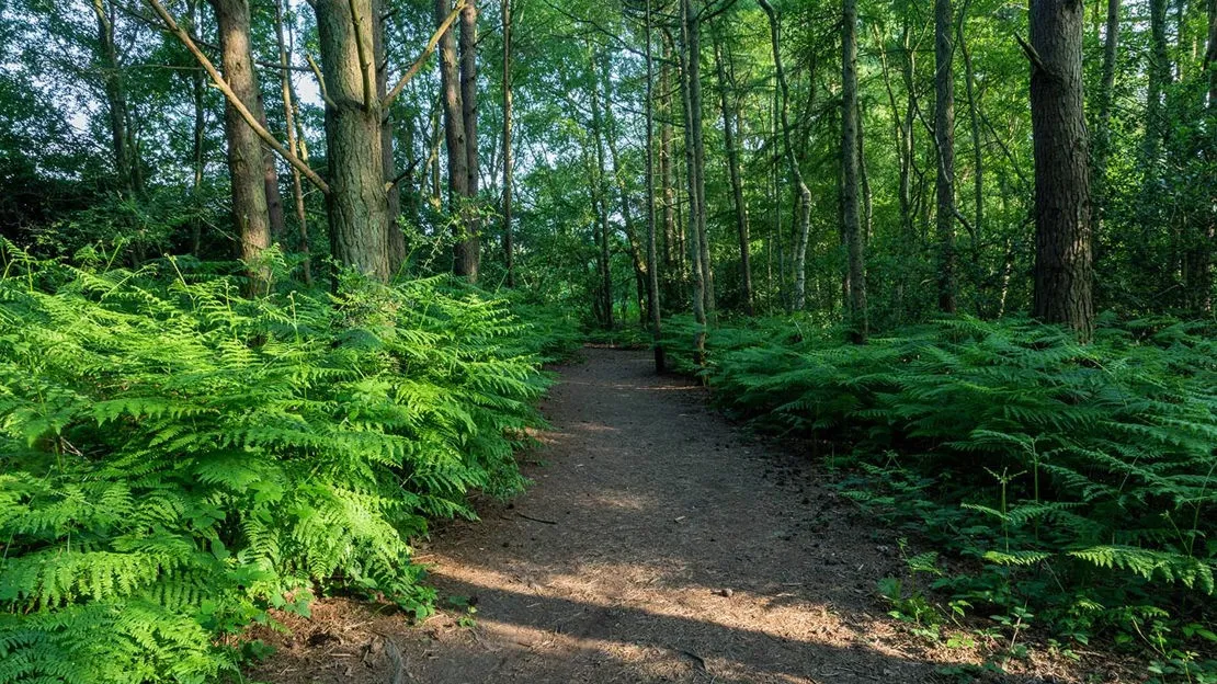 A woodland path through tall trees and ferns