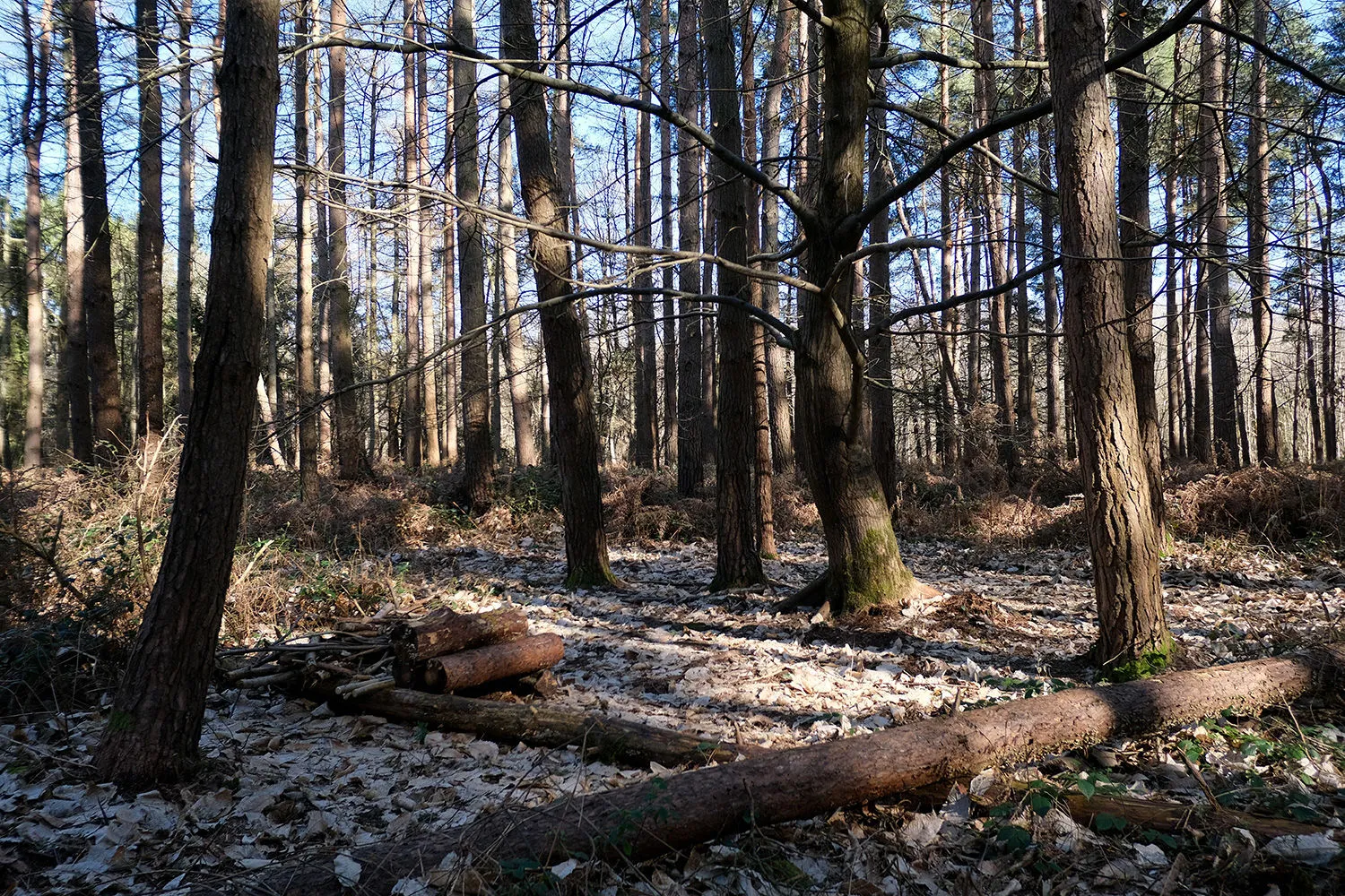 Sunlit pine woodland with fallen logs on the forest floor