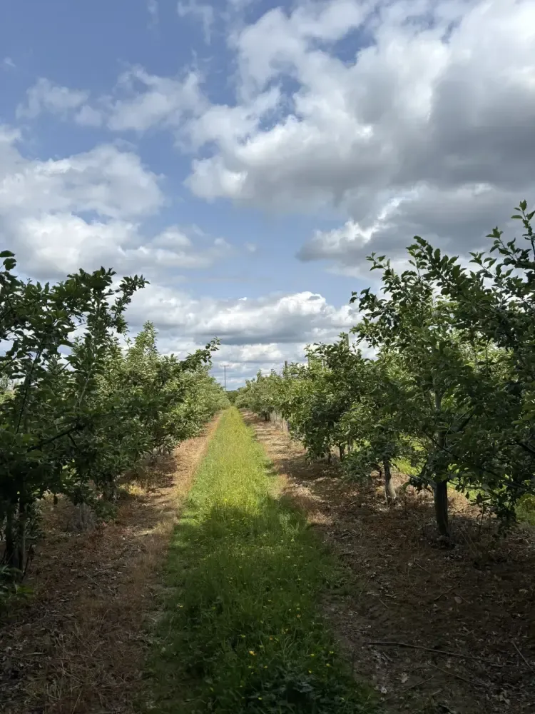 A grassy track between rows of trees under a cloudy sky